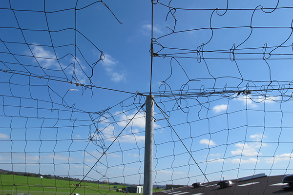 Damaged bird netting WEB